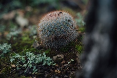 Mammillaria rekoi