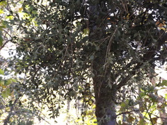 Phoradendron leucarpum tomentosum