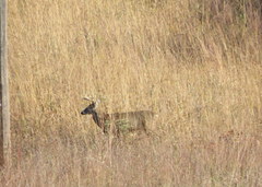 Odocoileus virginianus macrourus