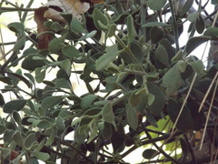 Phoradendron leucarpum tomentosum