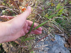 Symphyotrichum laeve concinnum