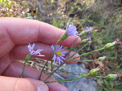 Symphyotrichum laeve concinnum