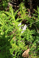 Chloanthes stoechadis