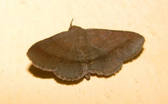 Mecodina
