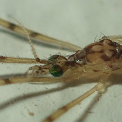 Styringomyia