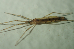 Styringomyia