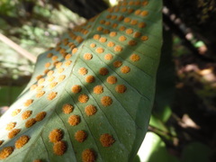 Niphidium crassifolium