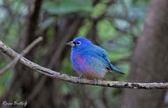 Passerina rositae