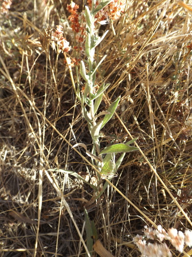 Image of Symphyotrichum defoliatum by (c) Amy, some rights reserved (CC BY)
