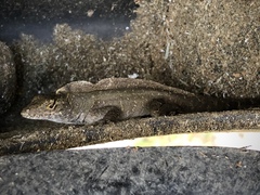 Anolis sagrei