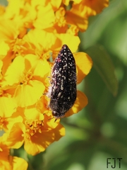 Acmaeodera mudgei