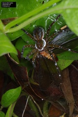 Dolomedes mizhoanus