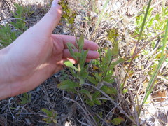 Solidago radula
