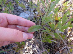 Solidago radula
