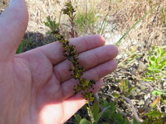 Solidago radula