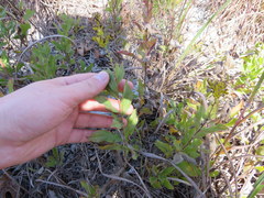 Solidago radula