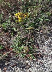Rudbeckia missouriensis
