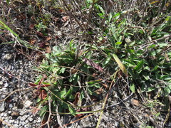 Rudbeckia missouriensis