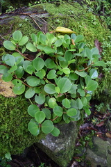 Peperomia obtusifolia