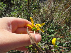 Rudbeckia missouriensis