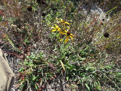 Rudbeckia missouriensis