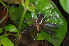 Dolomedes mizhoanus