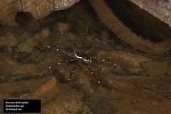 Dolomedes mizhoanus
