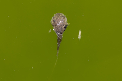 Osteopilus septentrionalis