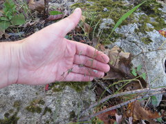 Desmodium marilandicum