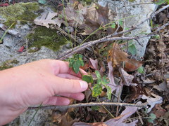 Desmodium marilandicum