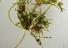 Tolypella glomerata