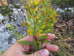 Solidago petiolaris