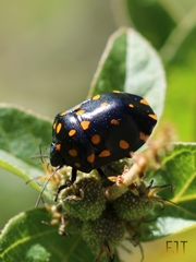Pachycoris klugii