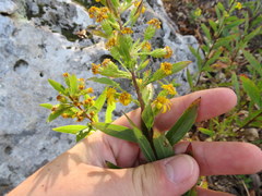Solidago petiolaris