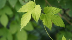 Humulus lupulus