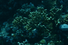 Millepora tenera