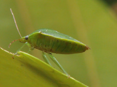 Glaucias