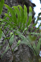 Serpocaulon triseriale