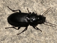 Pterostichus melanarius