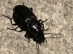 Pterostichus melanarius