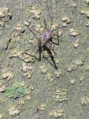 Tachycines asynamorus