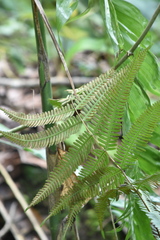 Pteris quadriaurita