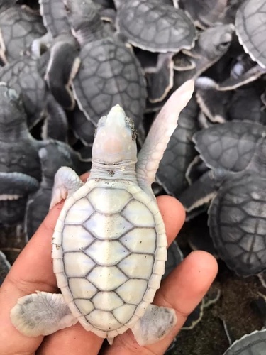 Photo of Green sea turtle (Chelonia mydas)