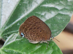 Arhopala major major