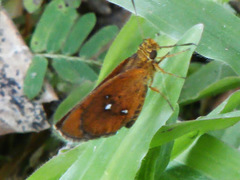 Iambrix salsala salsala