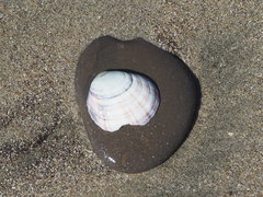 Semele rubropicta