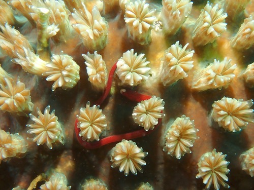 Braun's pughead pipefish (Bulbonaricus brauni) — Syngnathidae — 5