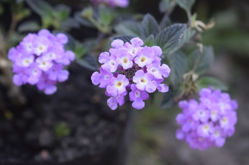 Lantana montevidensis