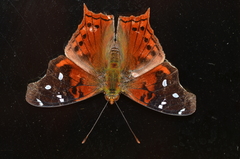 Hypanartia cinderella