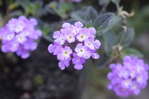 Lantana montevidensis